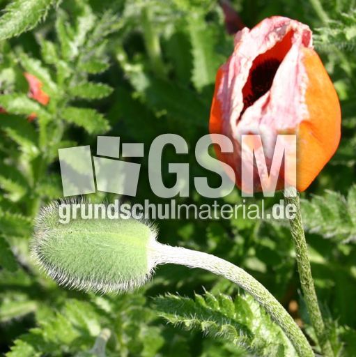 Mohn-orientalisch-2.jpg